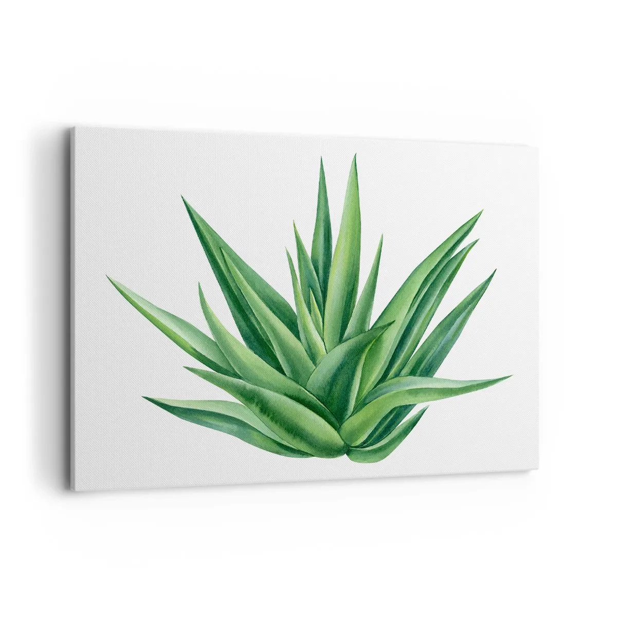 Impression sur toile - Image sur toile - Une plante verte juteuse sur fond blanc - 120x80cm - Vert – force – vie - Décoration murale moderne pour le salon et la chambre ARTTOR