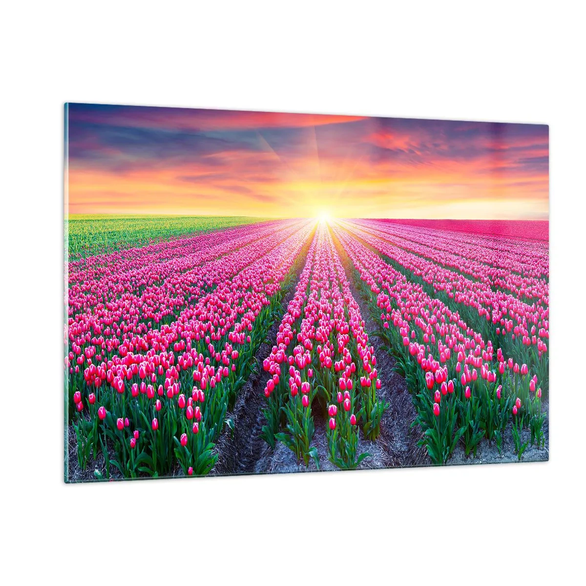 Impression sur verre - Image sur verre - Un champ de tulipes roses dans les rayons du soleil couchant - 120x80cm - Ferme de la beauté - Décoration murale moderne pour le salon et la chambre ARTTOR