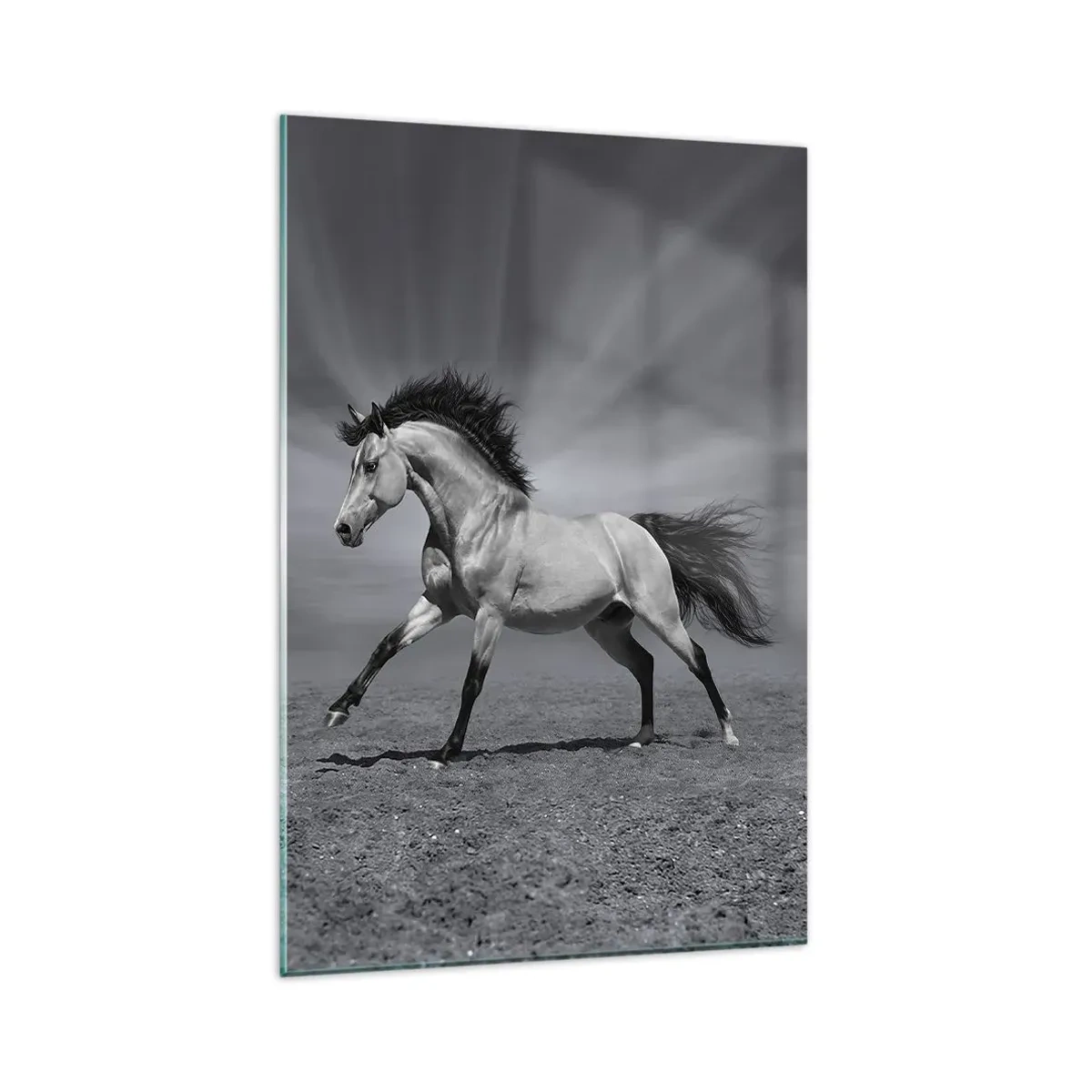 Impression sur verre - Image sur verre - Un cheval noir et blanc dans une pose dynamique dans le désert. - 80x120cm - Né pour séduire - Décoration murale moderne pour le salon et la chambre ARTTOR