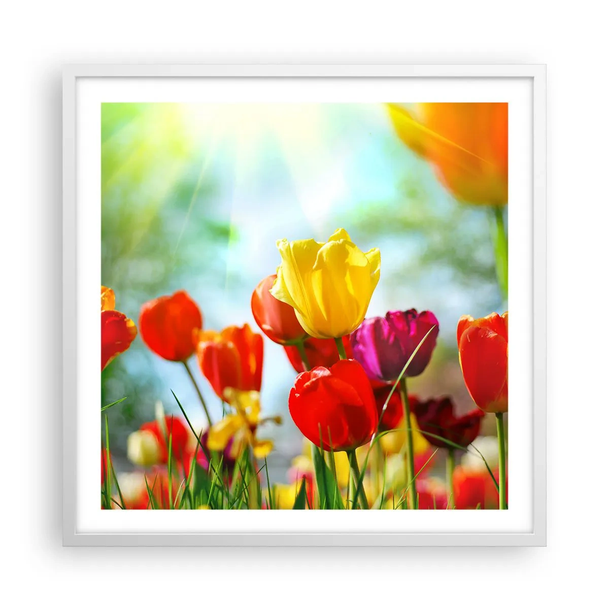 Affiche dans un cadre blanc - Poster - Toutes les couleurs du soleil - 60x60 cm