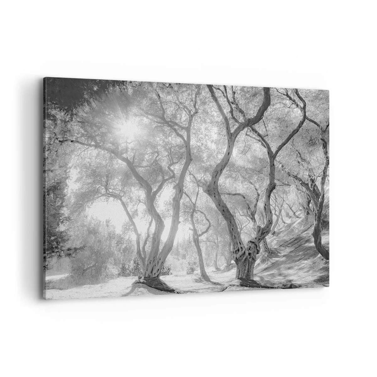 Impression sur toile - Image sur toile - Vue en noir et blanc d'arbres dans une oliveraie avec des rayons de soleil - 120x80cm - Dans l'oliveraie - Décoration murale moderne pour le salon et la chambre ARTTOR