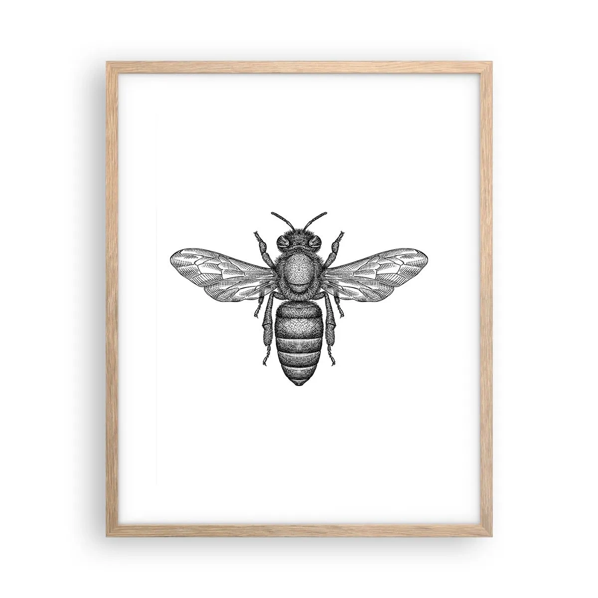 Affiche dans un chêne clair - Poster - Portrait d'insecte - 40x50 cm