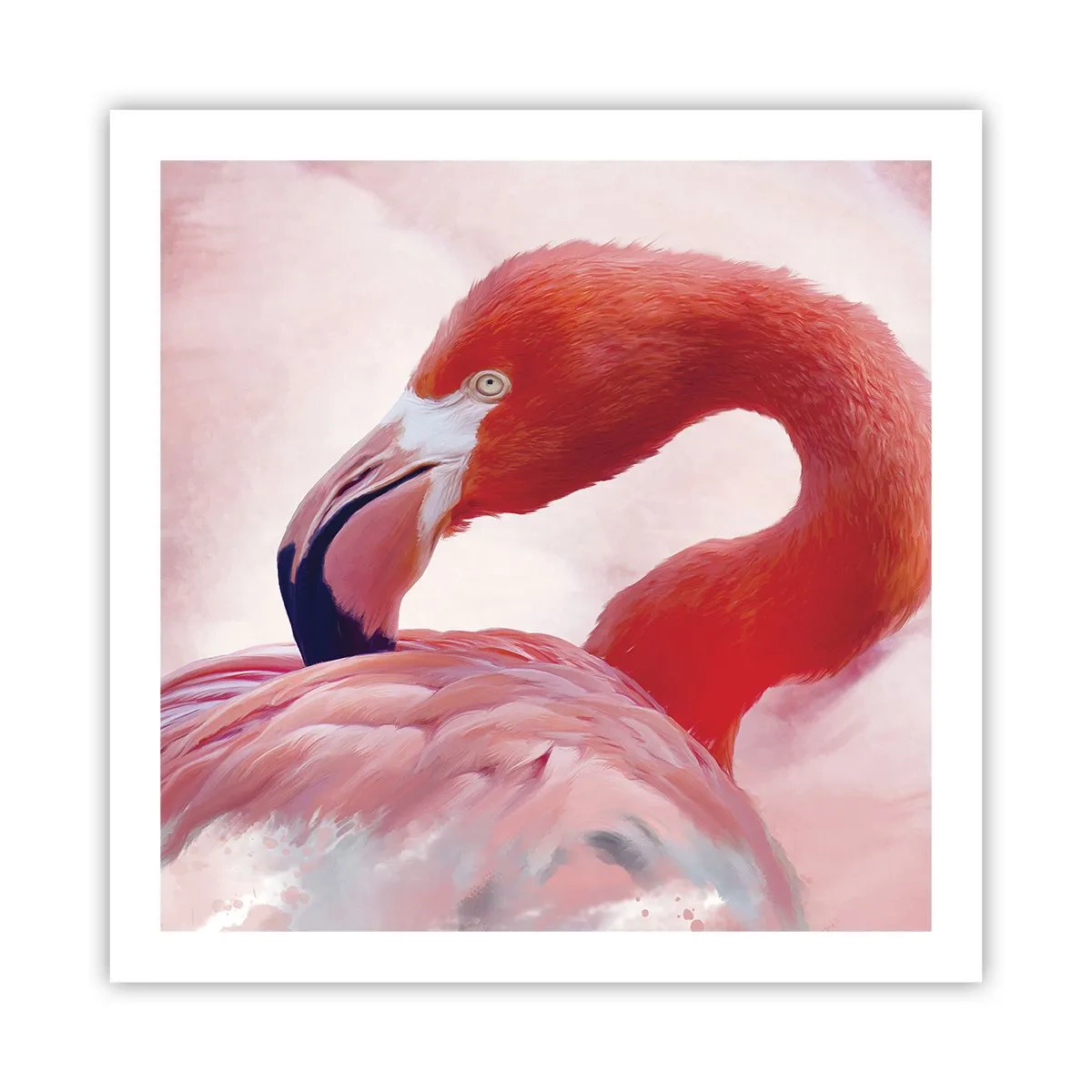 Affiche - Poster - Beauté des oiseaux - 60x60 cm