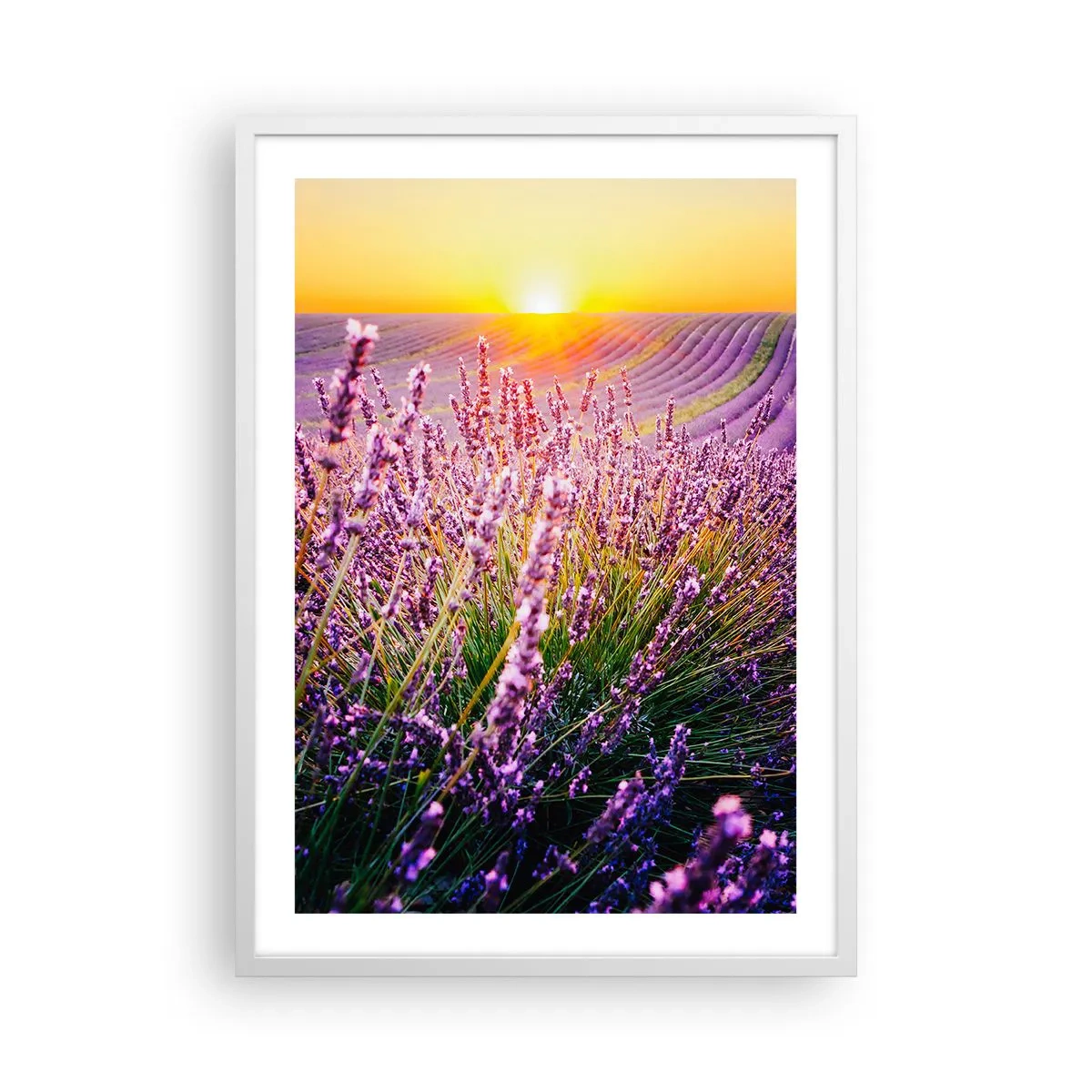 Affiche dans un cadre blanc - Poster - Tige parfumée - 50x70 cm