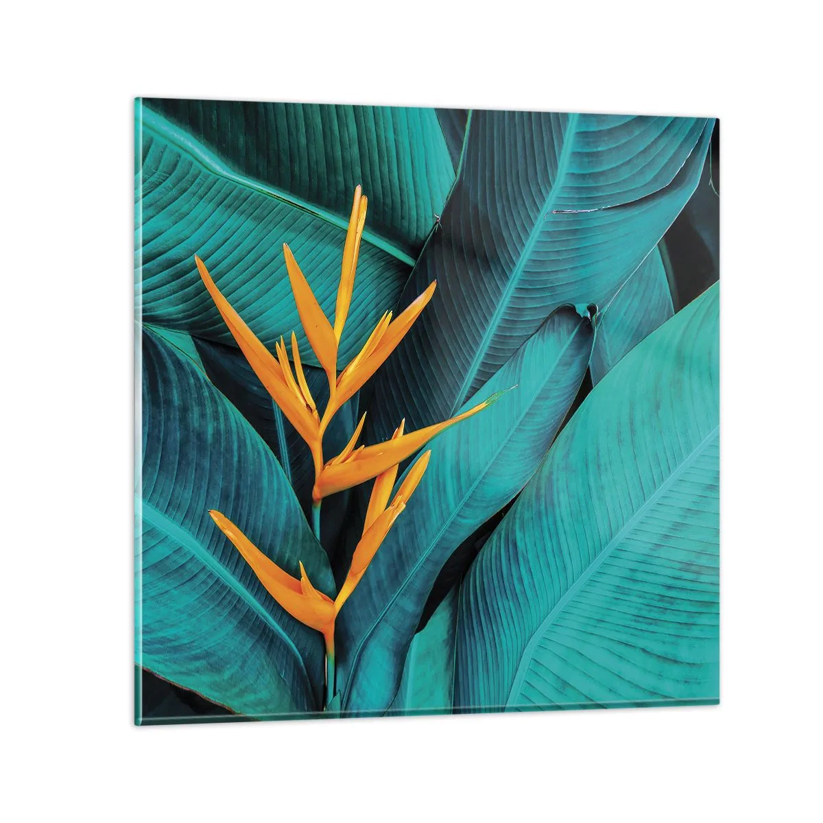 Impression sur verre - Image sur verre - Fleur d'Eden - 60x60 cm