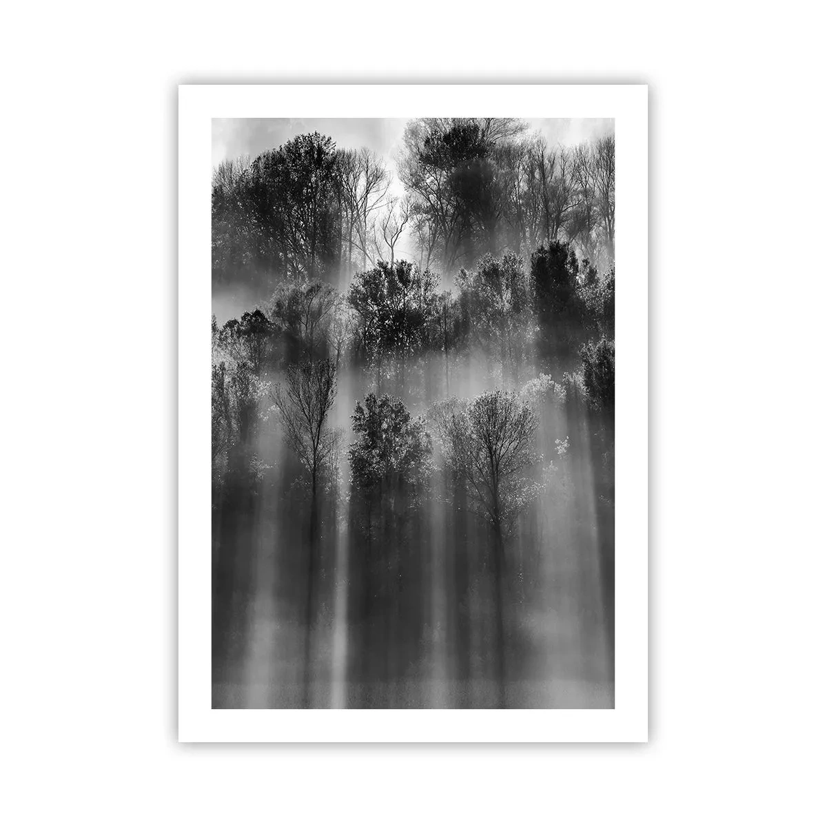 Affiche - Poster - Forêt noire et blanche dans le brouillard avec les rayons du soleil - 50x70cm - Dans les flots de lumière - Décoration murale moderne pour le salon et la chambre ARTTOR