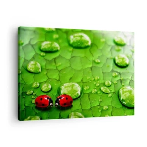 Impression sur toile - Image sur toile - Deux coccinelles sur une feuille avec des gouttes d'eau en macrophotographie - 70x50cm - Rendez-vous au vert - Décoration murale moderne pour le salon et la chambre ARTTOR