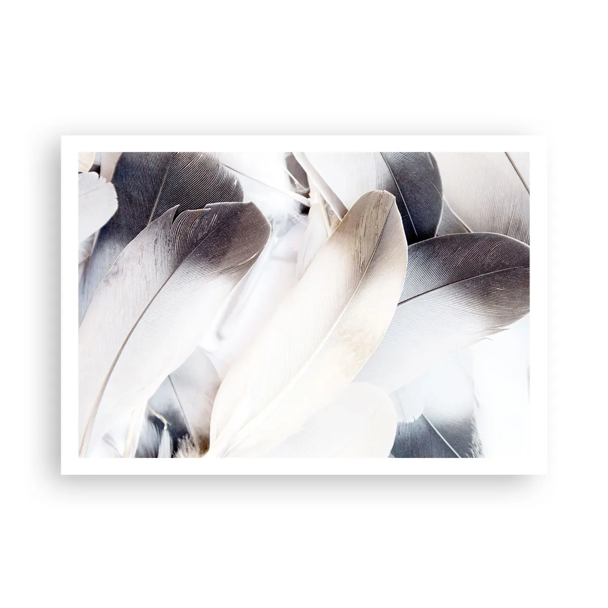 Affiche - Poster - Gros plan de plumes délicates dans des tons de blanc et de gris - 100x70cm - Presque angélique - Décoration murale moderne pour le salon et la chambre ARTTOR