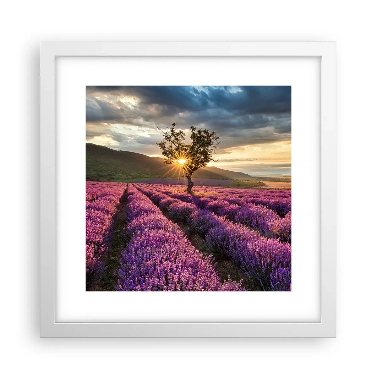 Affiche dans un cadre blanc - Poster - Arôme de couleur lilas - 30x30 cm