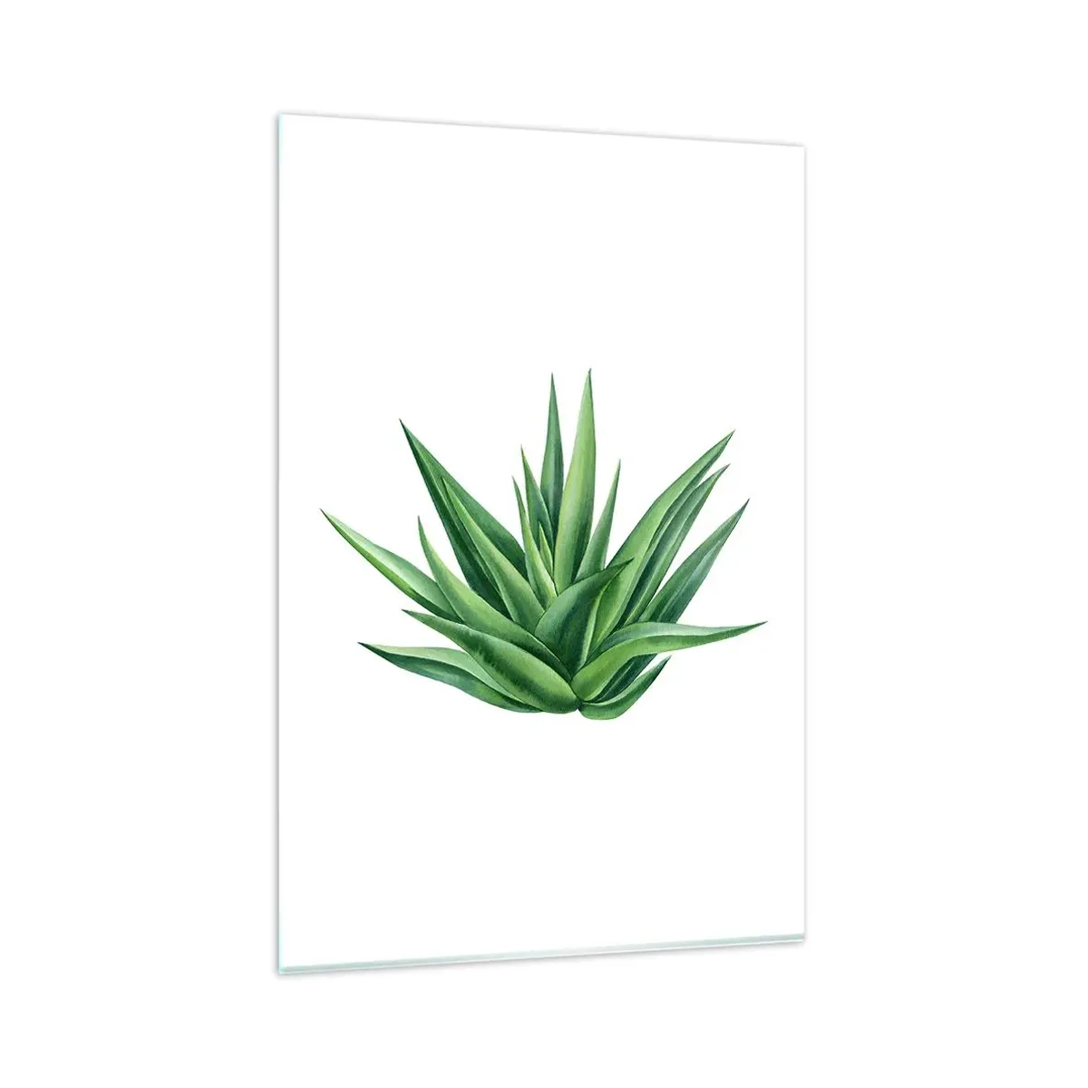 Impression sur verre - Image sur verre - Une plante verte juteuse sur fond blanc - 80x120cm - Vert – force – vie - Décoration murale moderne pour le salon et la chambre ARTTOR