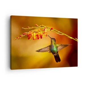 Impression sur toile - Image sur toile - Colibri près d'une fleur dans la lumière chaude - 70x50cm - Un messager de lumière selon les Mayas - Décoration murale moderne pour le salon et la chambre ARTTOR