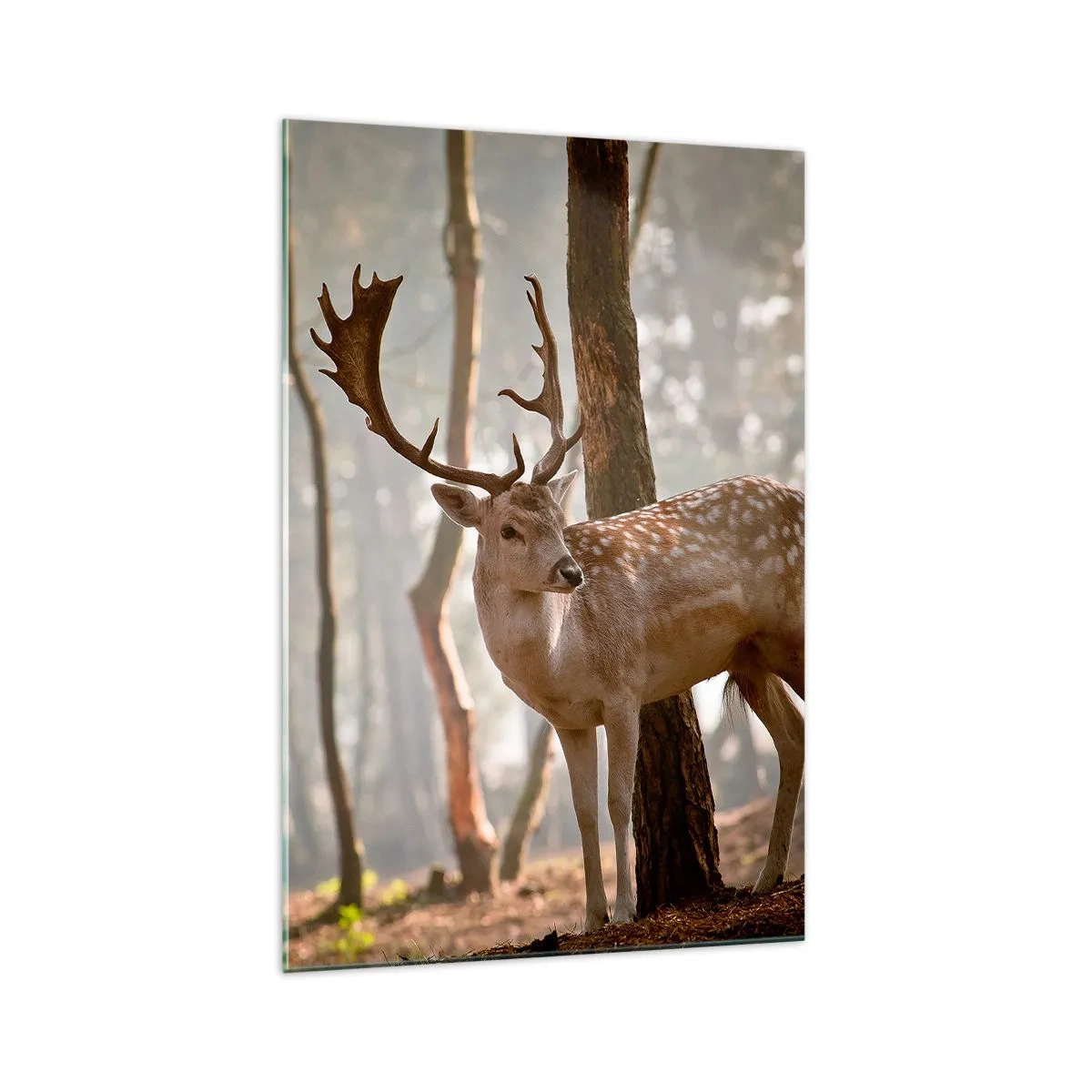 Impression sur verre - Image sur verre - Cerf dans la forêt dans le brouillard du matin - 70x100cm - La lumière de la jeunesse - Décoration murale moderne pour le salon et la chambre ARTTOR