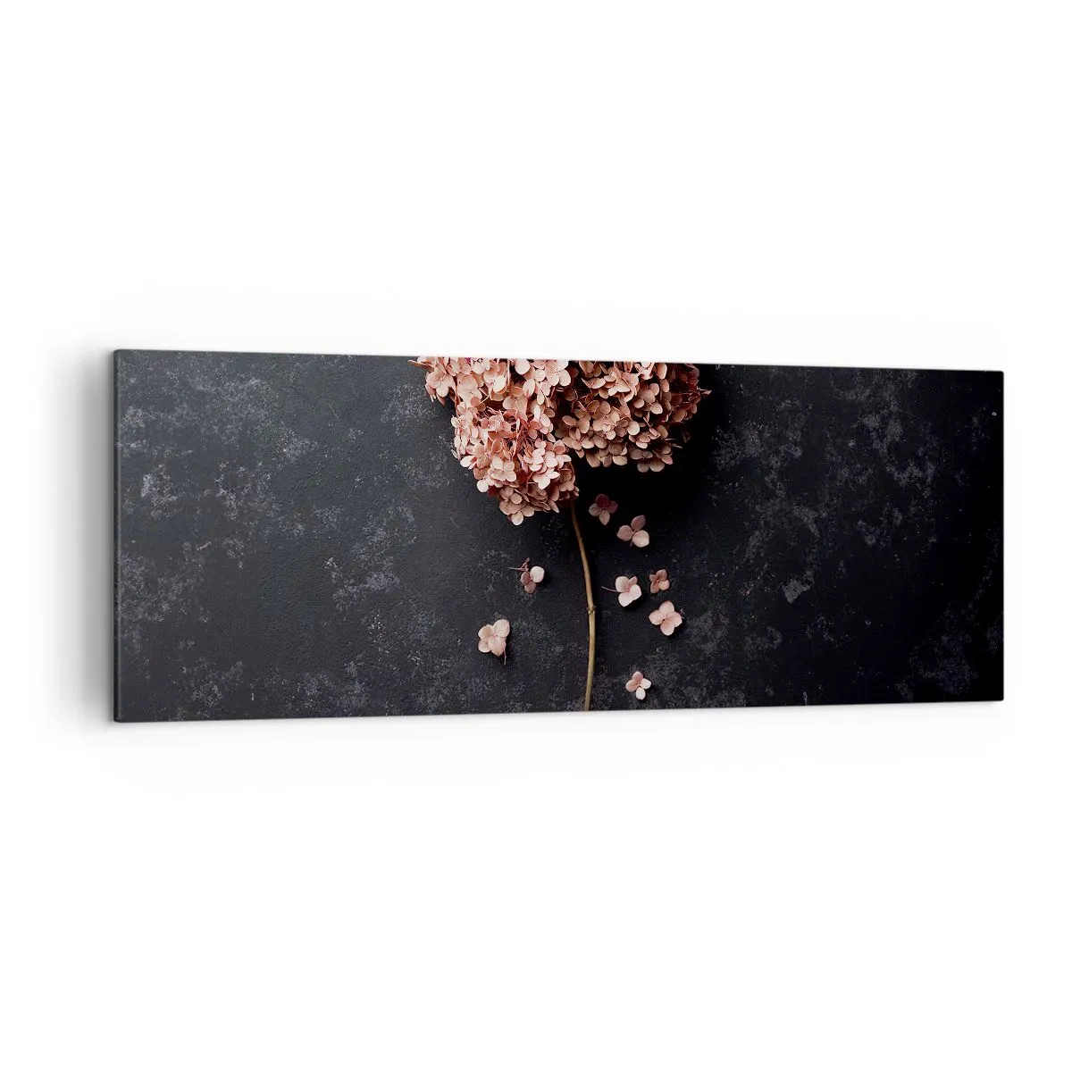 Impression sur toile - Image sur toile - Une délicate fleur d'hortensia sur un fond sombre - 140x50cm - Un signe vraiment romantique - Décoration murale moderne pour le salon et la chambre ARTTOR