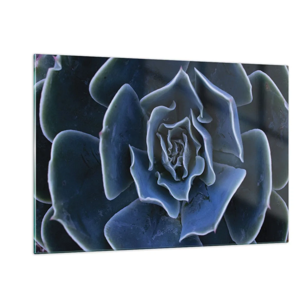 Impression sur verre - Image sur verre - Photographie macro d'une succulente dans des tons de bleu froid - 120x80cm - Fleur du désert - Décoration murale moderne pour le salon et la chambre ARTTOR