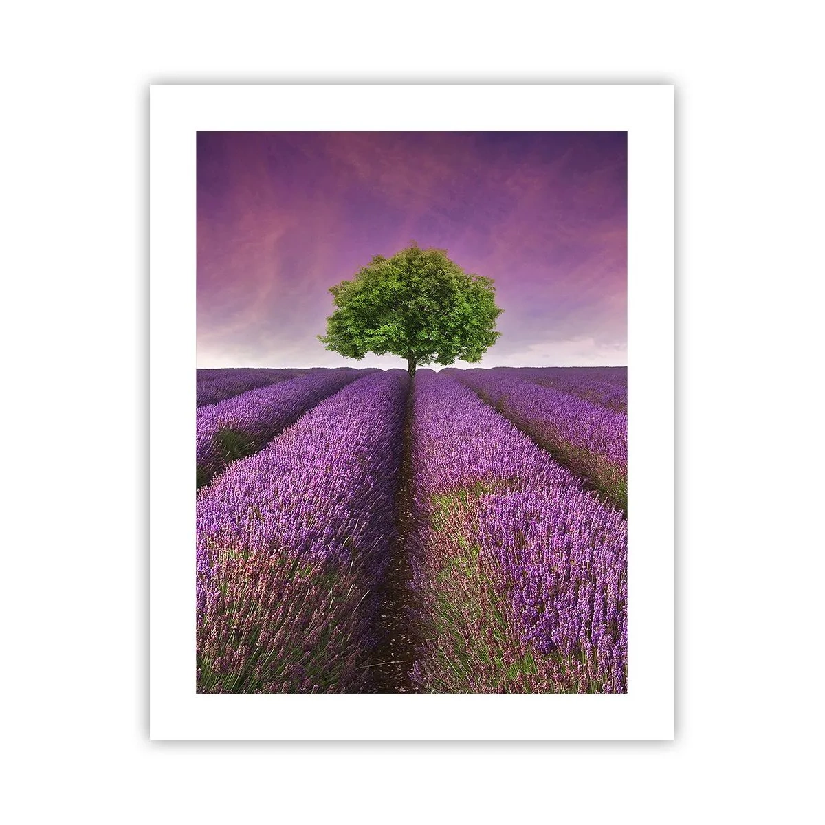 Affiche - Poster - Dans un champs de lavande - 40x50 cm