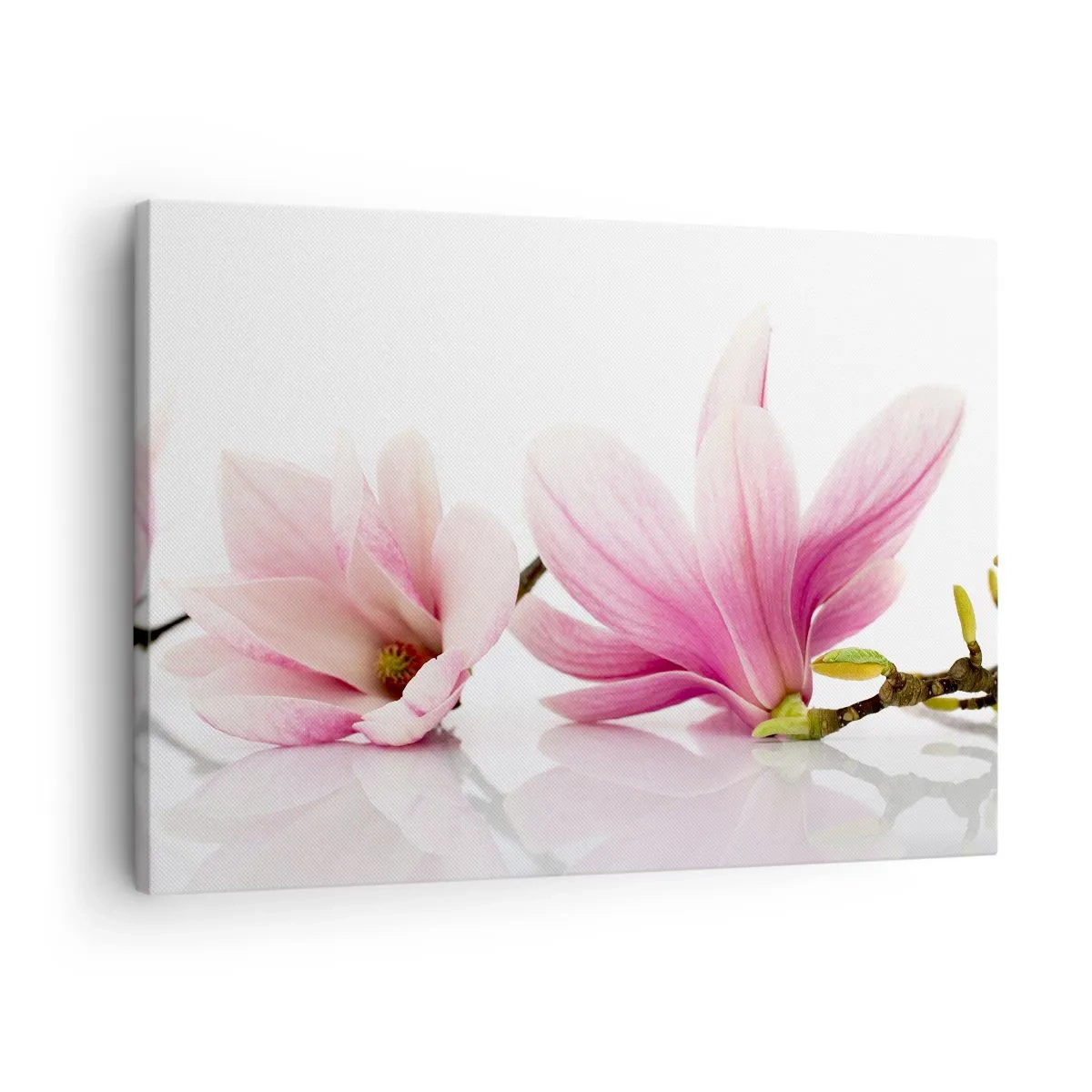 Impression sur toile - Image sur toile - Magnolias roses délicats sur fond blanc - 70x50cm - Délicat comme une brise de printemps - Décoration murale moderne pour le salon et la chambre ARTTOR