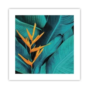 Affiche - Poster - Fleur d'Eden - 40x40 cm