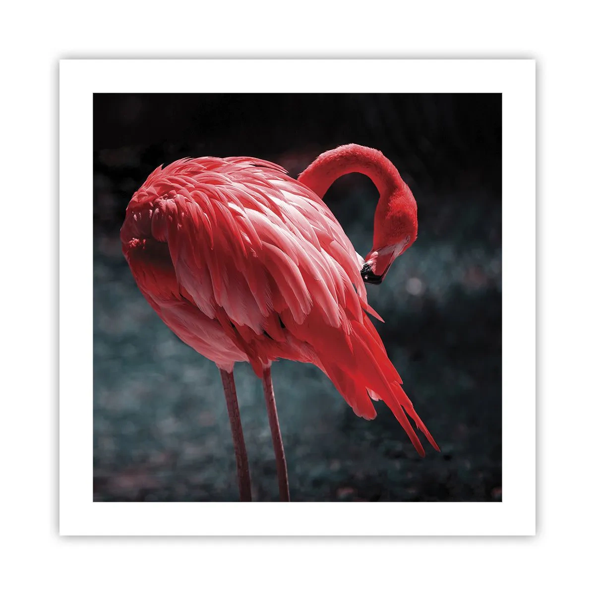 Affiche - Poster - Poème cramoisi de la nature - 50x50 cm