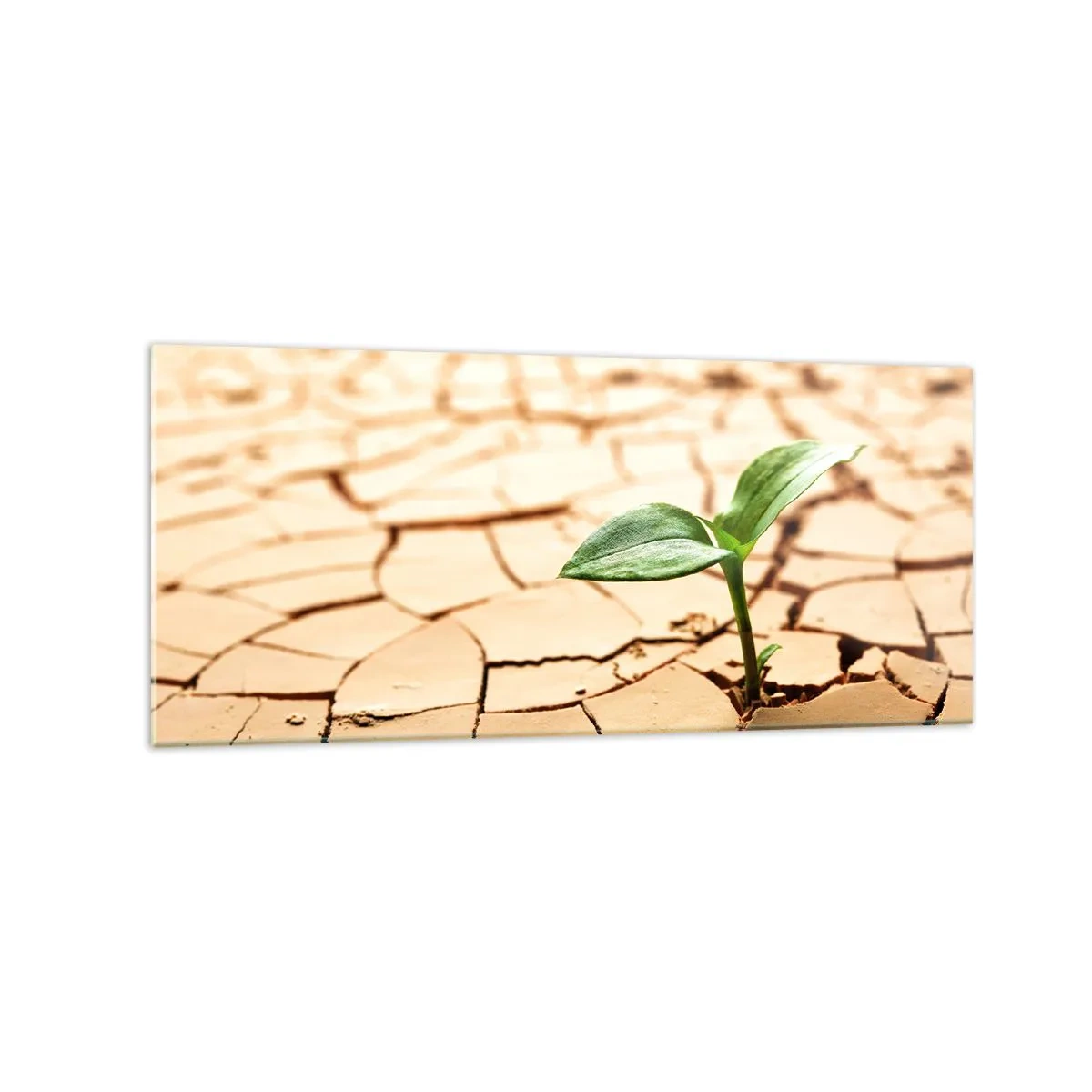 Impression sur verre - Image sur verre - Une plante verte poussant sur une terre sèche et craquelée - 120x50cm - La force indomptable de la vie - Décoration murale moderne pour le salon et la chambre ARTTOR