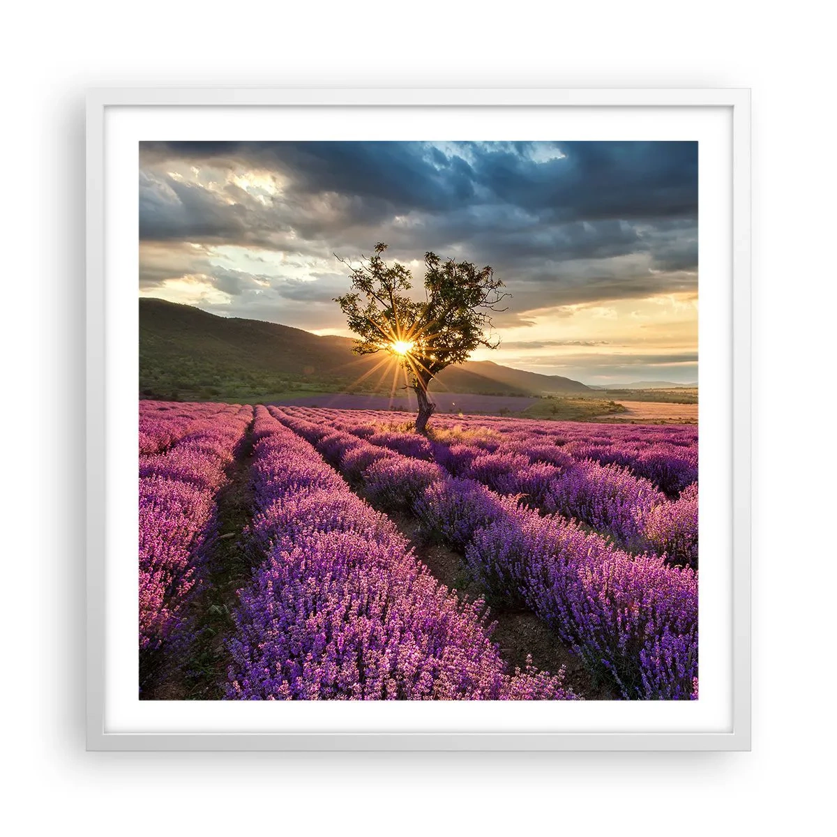 Affiche dans un cadre blanc - Poster - Arôme de couleur lilas - 60x60 cm