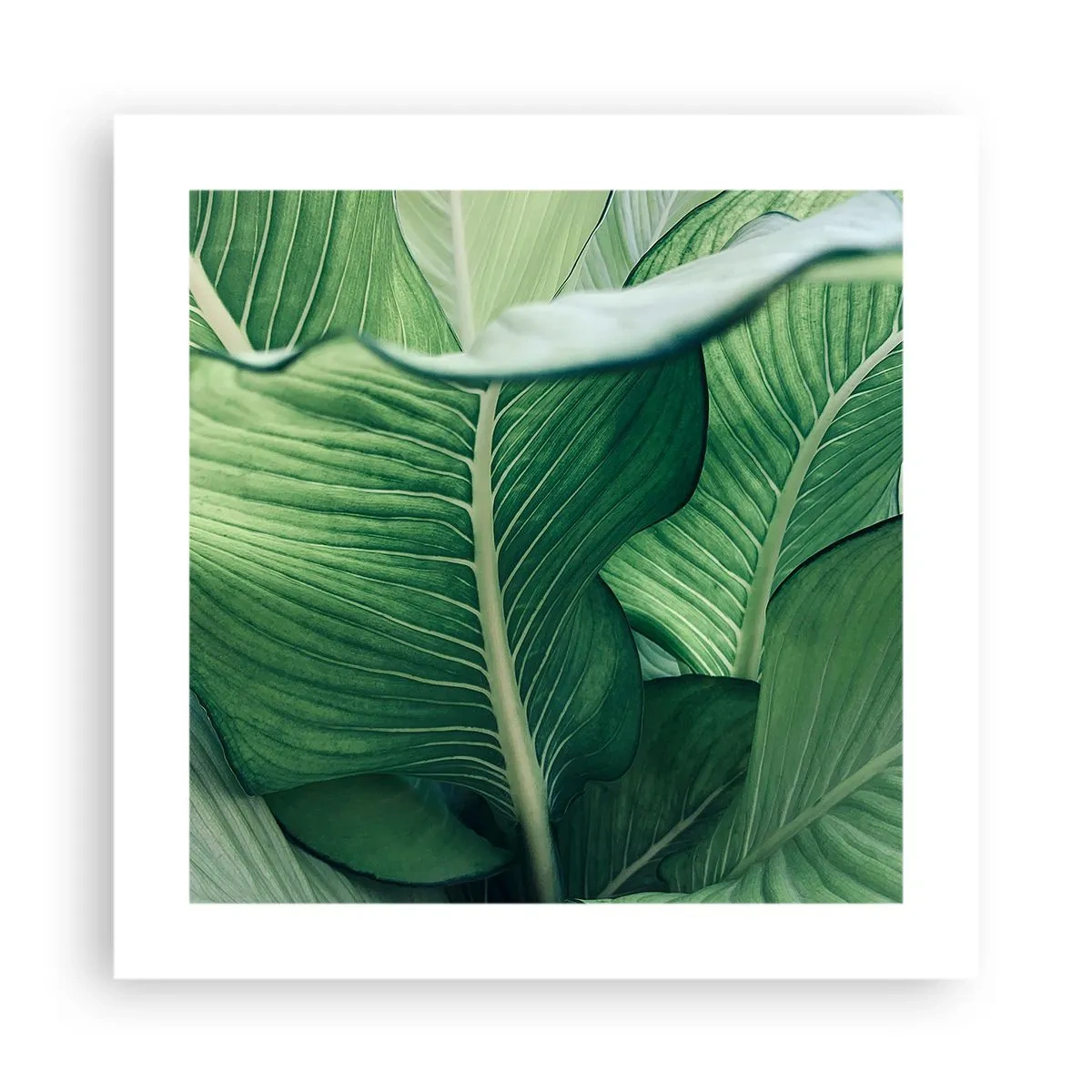 Affiche - Poster - Une vie intensément verte - 40x40 cm