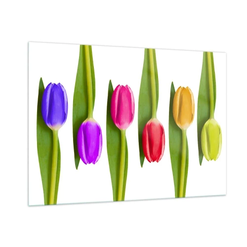 Impression sur verre - Image sur verre - Tulipes colorées disposées sur un fond blanc - 100x70cm - Composition arc-en-ciel - Décoration murale moderne pour le salon et la chambre ARTTOR