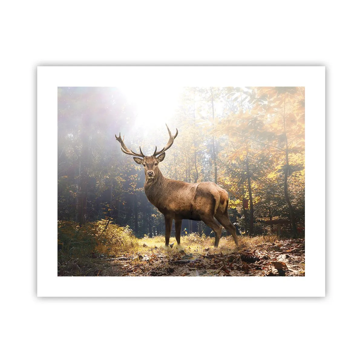 Affiche - Poster - Toute sa majesté - 50x40 cm