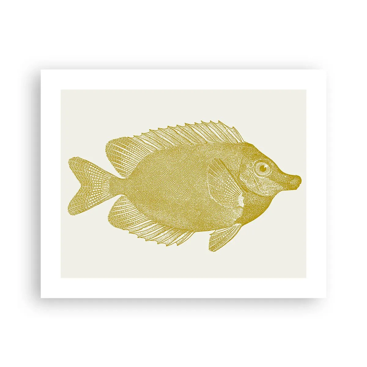 Affiche - Poster - Du poisson et c'est tout - 50x40 cm