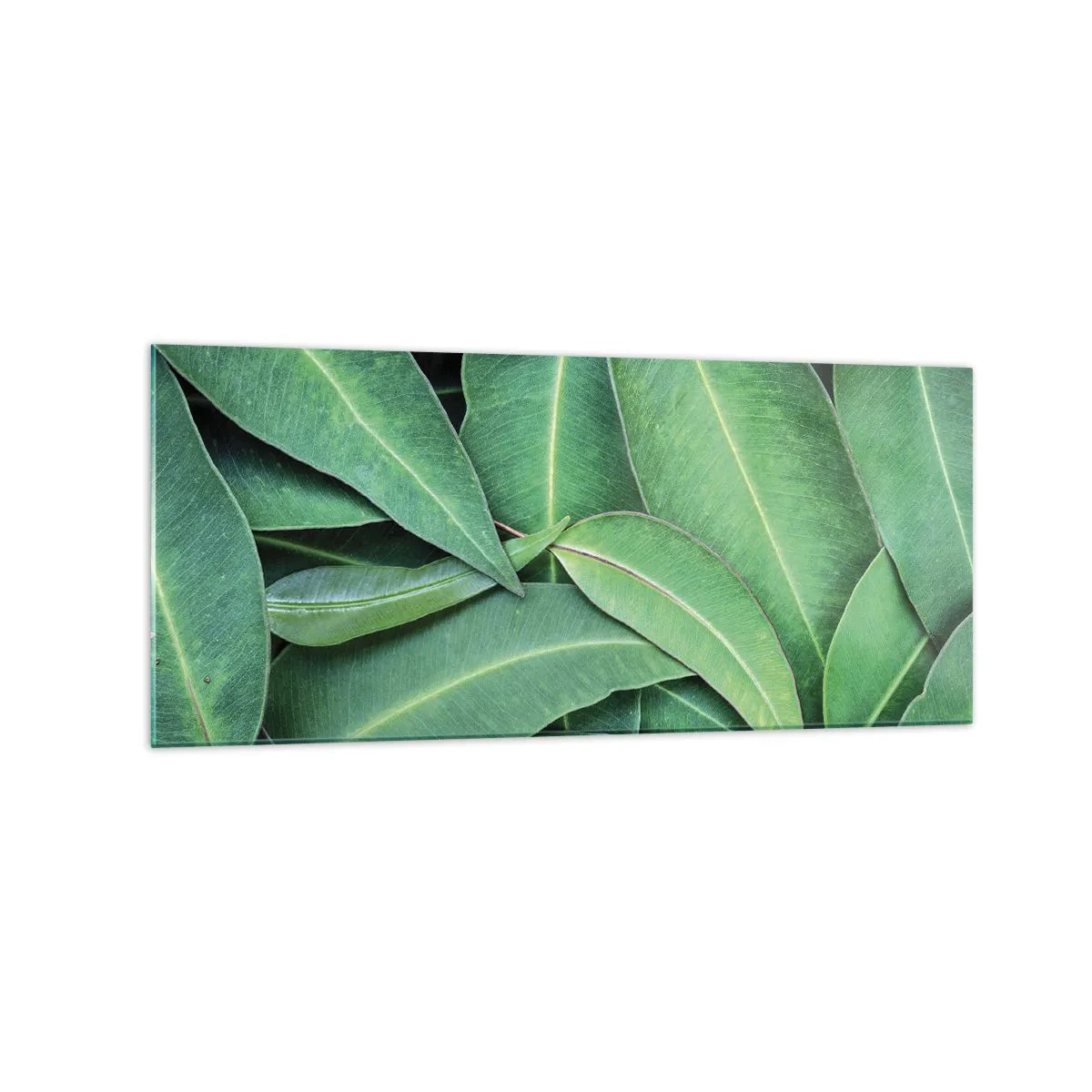 Impression sur verre - Image sur verre - Gros plan de feuilles vertes créant un motif naturel - 120x50cm - Juteux et frais - Décoration murale moderne pour le salon et la chambre ARTTOR