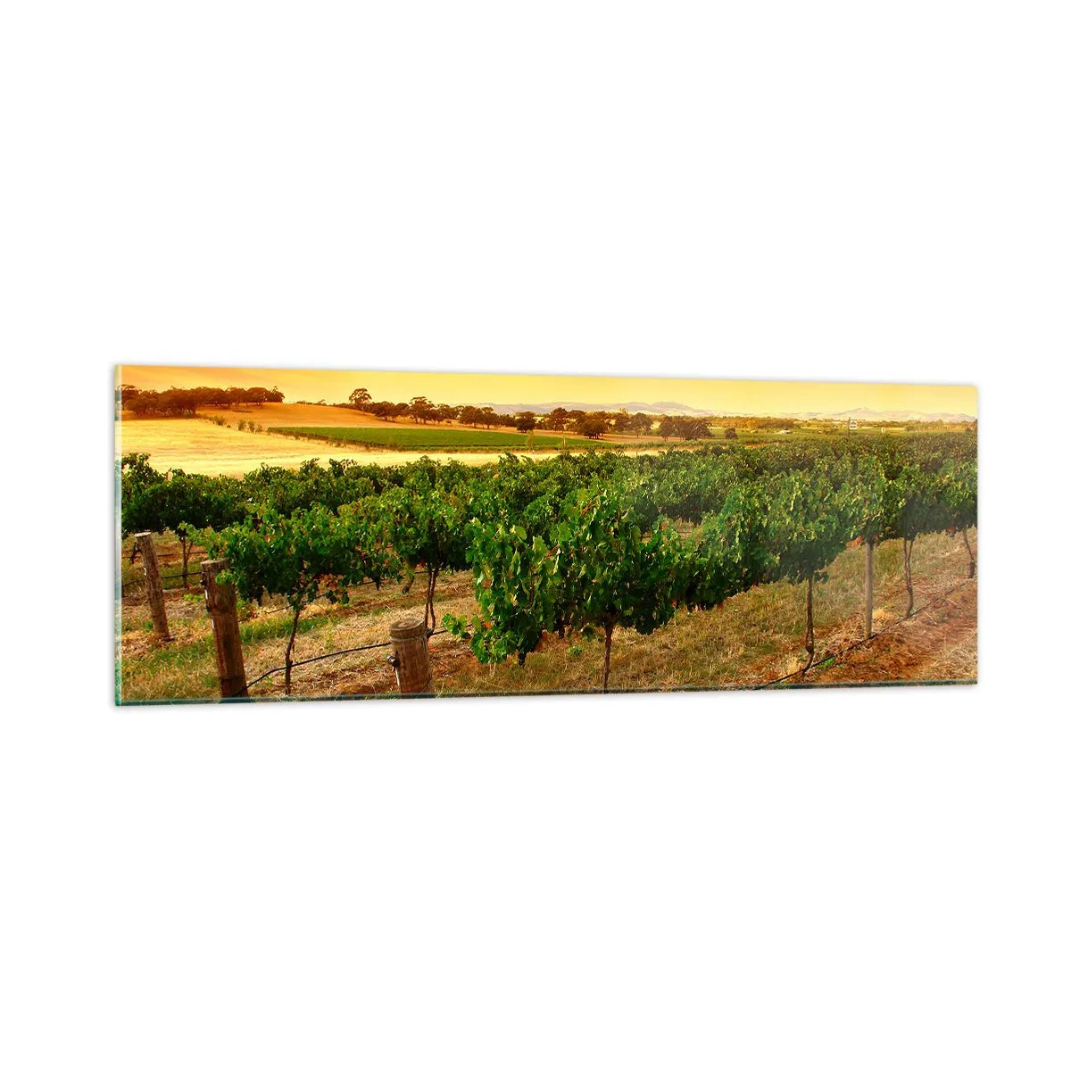 Impression sur verre - Image sur verre - S'abreuver du soleil - 90x30 cm