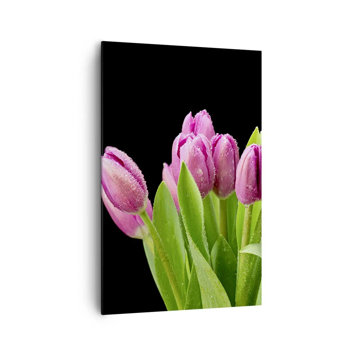 Impression sur toile - Image sur toile - Tulipes roses avec des gouttes de rosée sur fond noir - 80x120cm - Joie printanière des lilas - Décoration murale moderne pour le salon et la chambre ARTTOR
