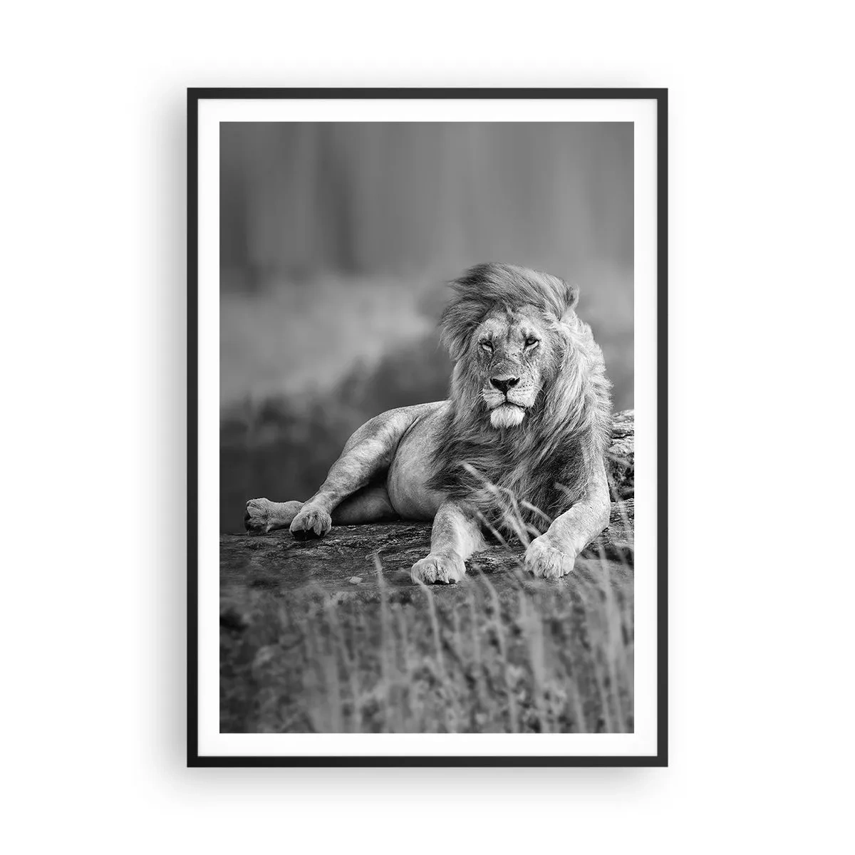Affiche dans un cadre noir - Poster - Sieste royale - 70x100 cm