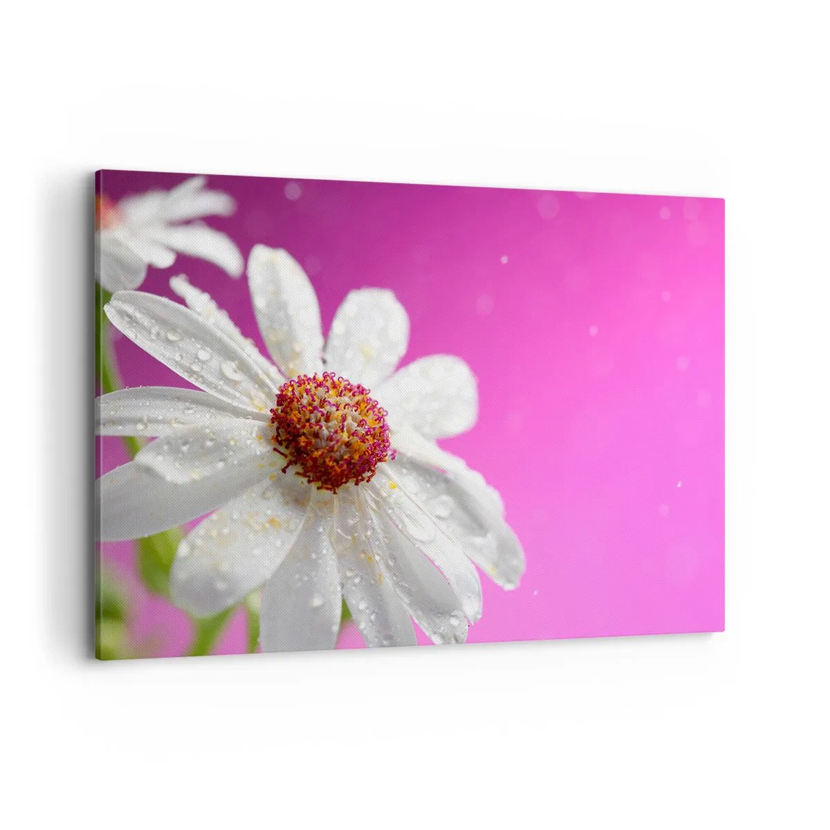 Impression sur toile - Image sur toile - Une marguerite blanche recouverte de gouttes d'eau sur un fond rose - 120x80cm - Modeste dans sa beauté - Décoration murale moderne pour le salon et la chambre ARTTOR