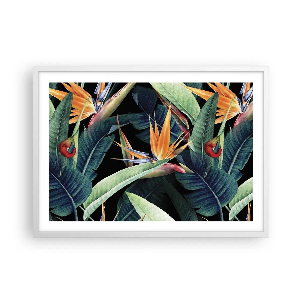 Affiche dans un cadre blanc - Poster - Fleurs flamboyantes des tropiques - 70x50 cm