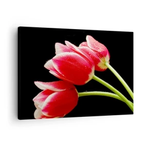 Impression sur toile - Image sur toile - Tulipes rouges avec des gouttes de rosée sur fond noir - 70x50cm - Une promesse d'amour pur - Décoration murale moderne pour le salon et la chambre ARTTOR
