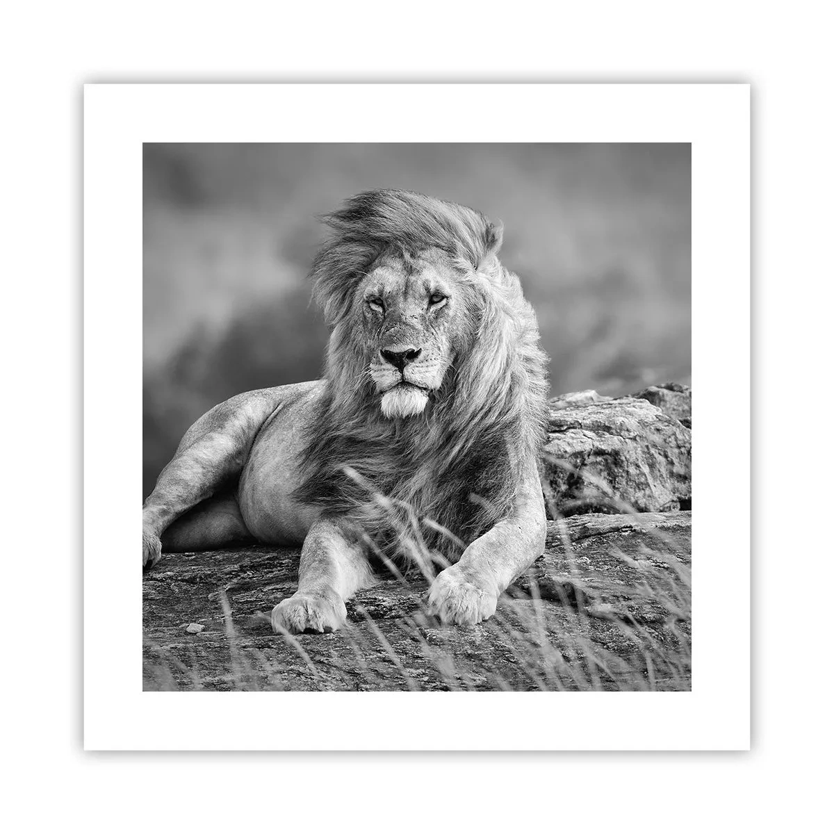 Affiche - Poster - Sieste royale - 40x40 cm