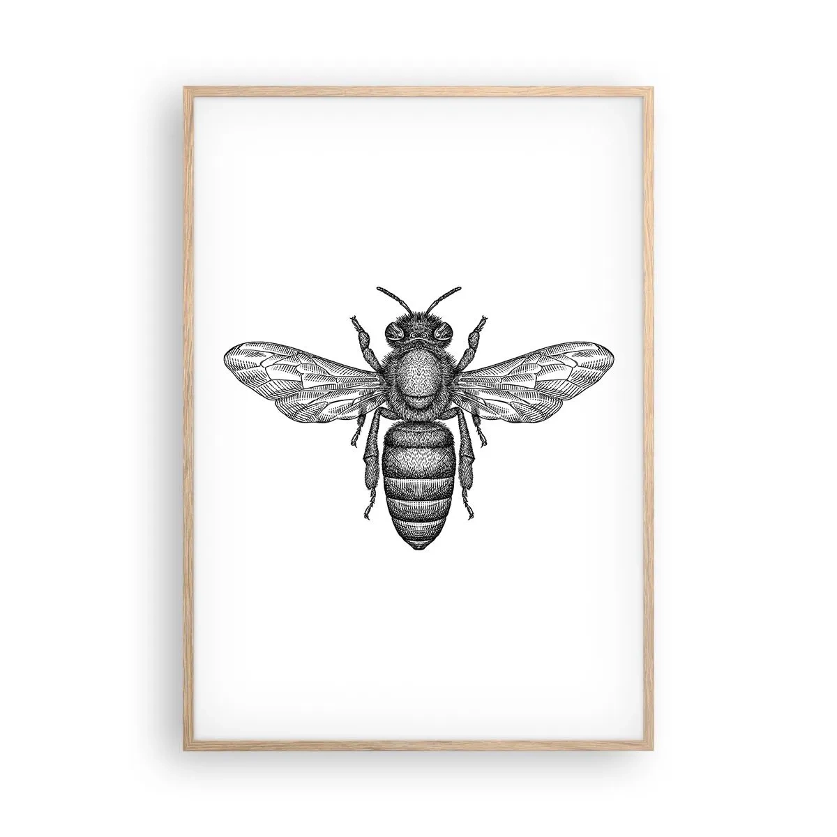 Affiche dans un chêne clair - Poster - Portrait d'insecte - 70x100 cm