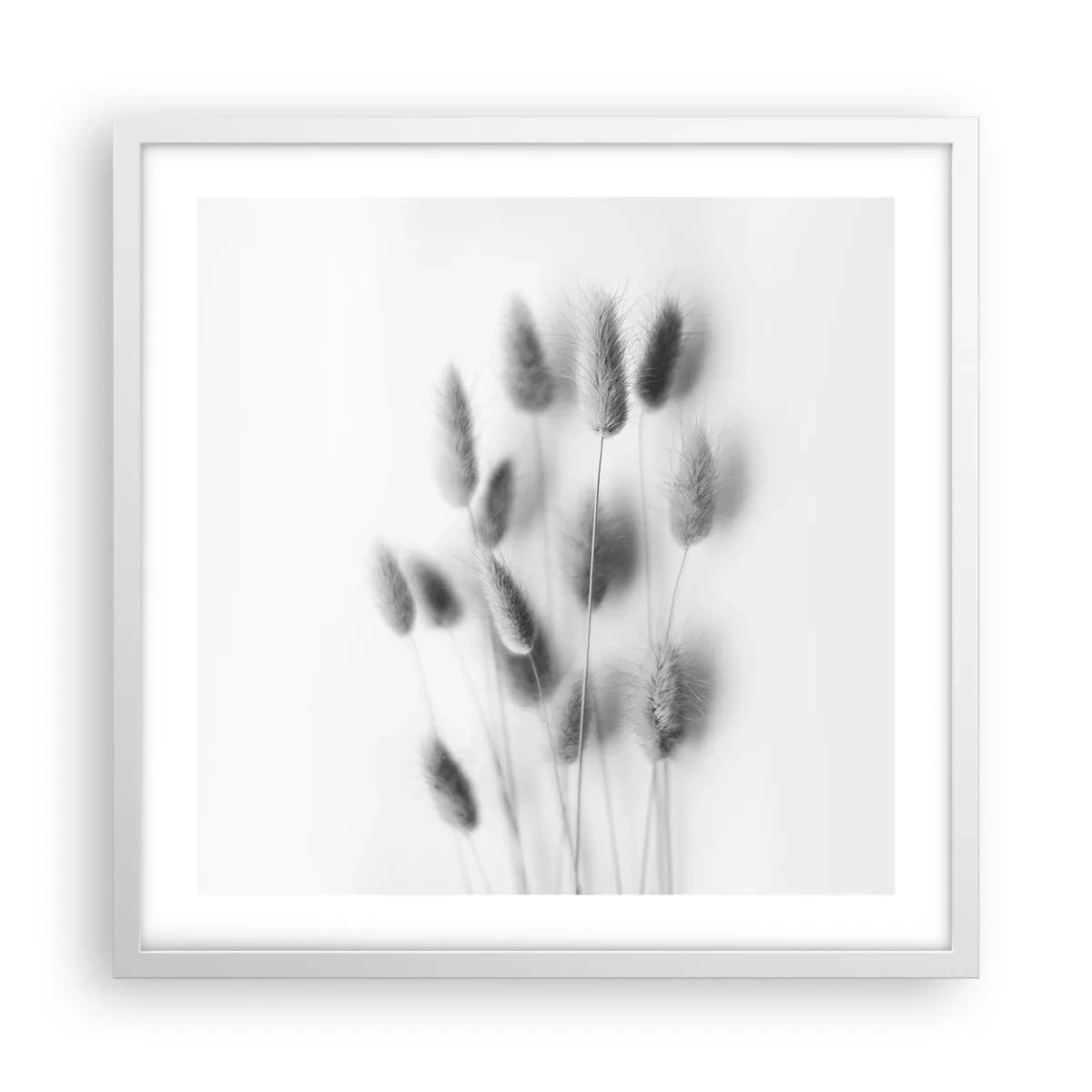 Affiche dans un cadre blanc - Poster - Son herbe duveteuse - 50x50 cm