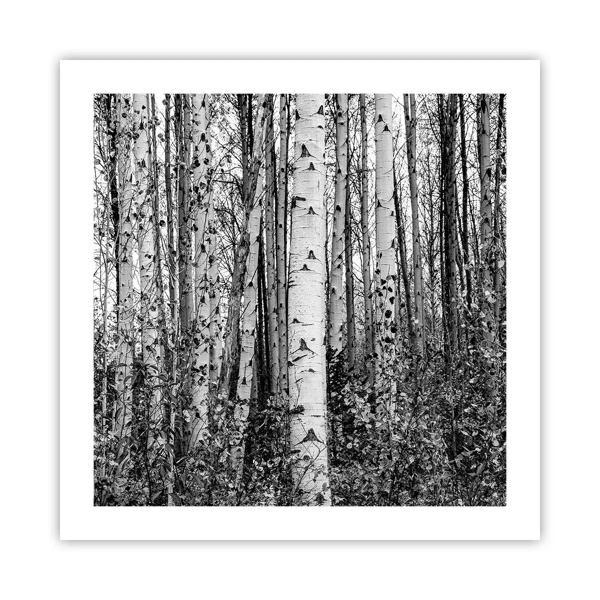 Affiche - Poster - Enchevêtrement de bouleau - 50x50 cm