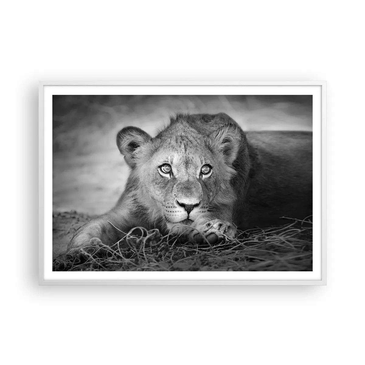 Affiche dans un cadre blanc - Poster - Chiot royal - 100x70 cm