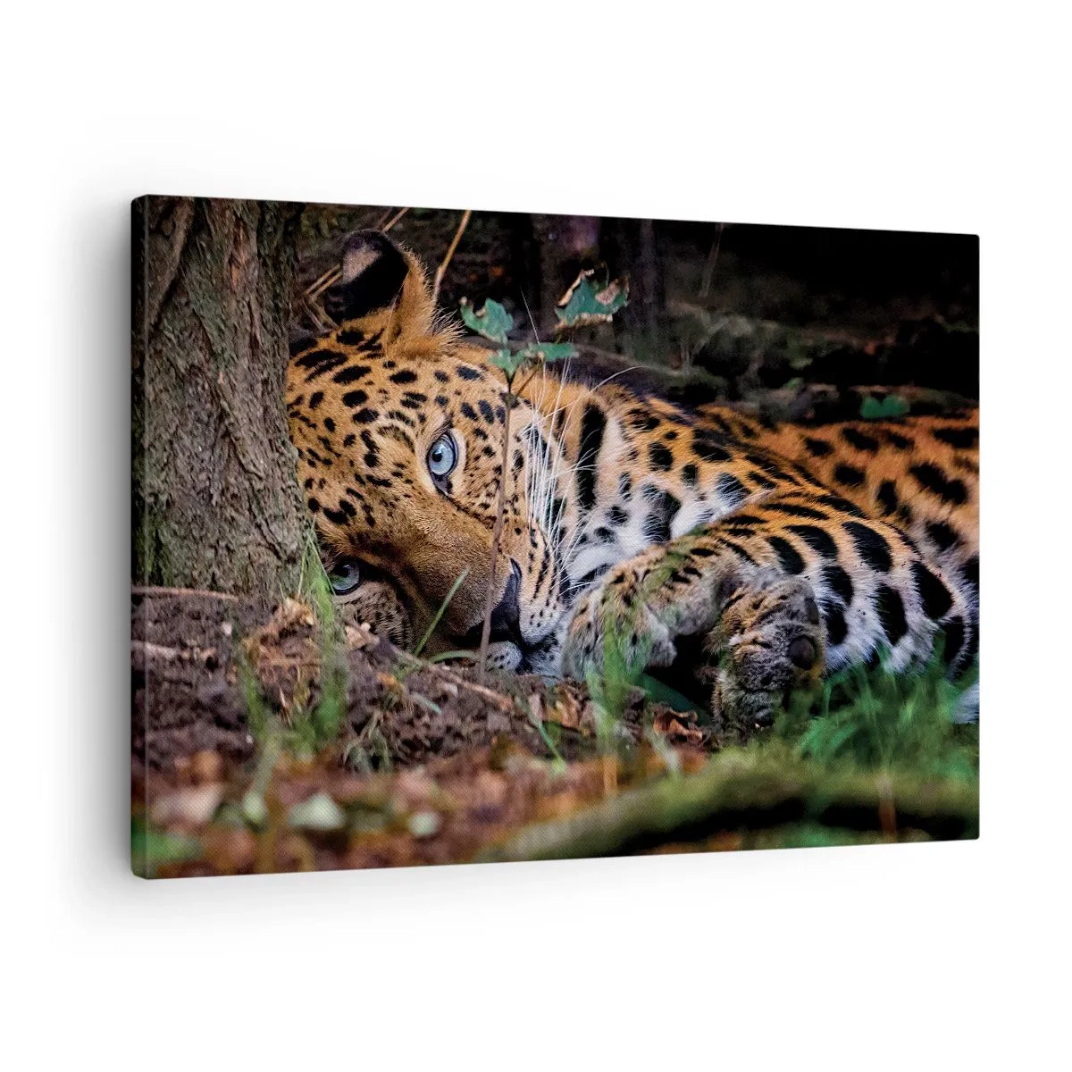 Impression sur toile - Image sur toile - Un léopard couché à l'ombre des arbres - 70x50cm - Fais-moi confiance - Décoration murale moderne pour le salon et la chambre ARTTOR