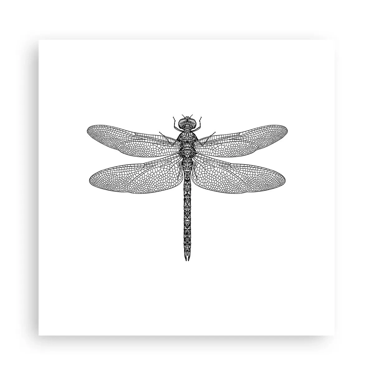 Affiche - Poster - Précision de la nature - 30x30 cm