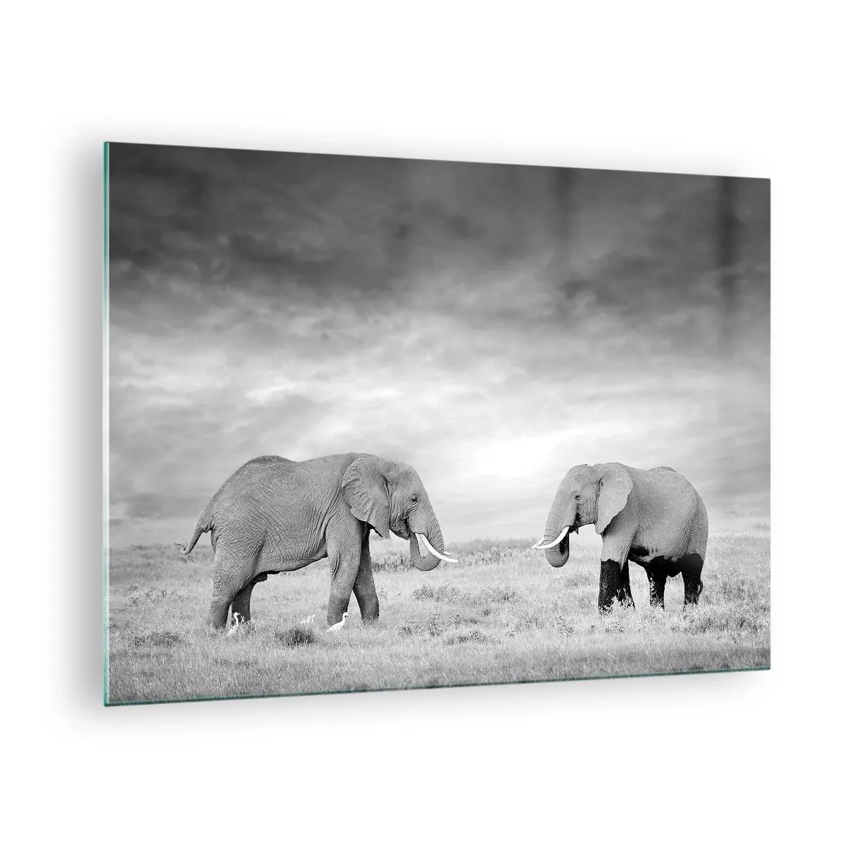 Impression sur verre - Image sur verre - Deux éléphants dans la savane dans des tons de noir et blanc - 70x50cm - Le gris est beau - Décoration murale moderne pour le salon et la chambre ARTTOR