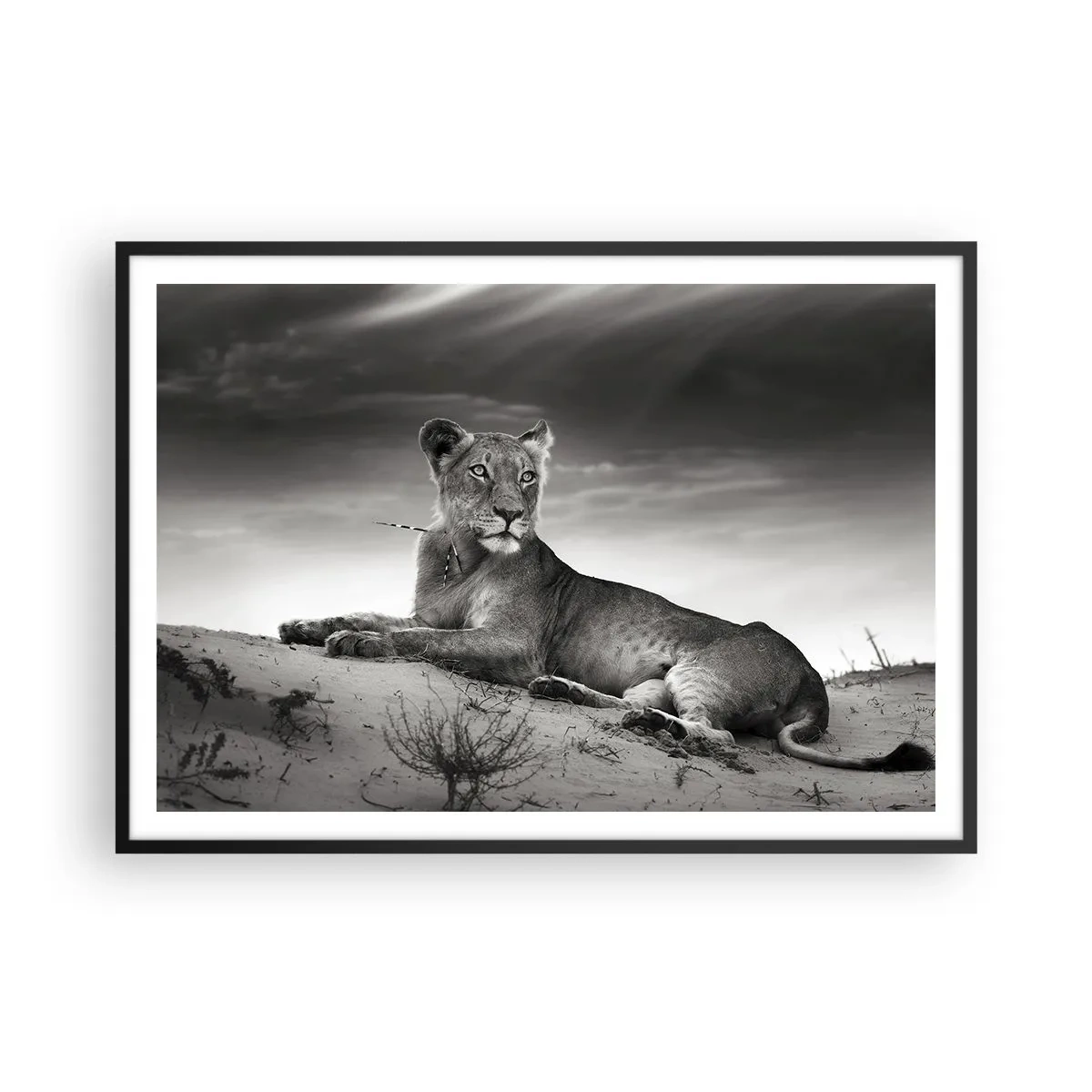 Affiche dans un cadre noir - Poster - Portrait noir et blanc d'une lionne dans la savane - 100x70cm - La reine du désert reste - Décoration murale moderne pour le salon et la chambre ARTTOR