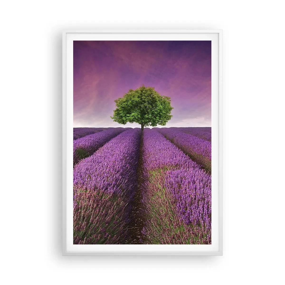 Affiche dans un cadre blanc - Poster - Dans un champs de lavande - 70x100 cm