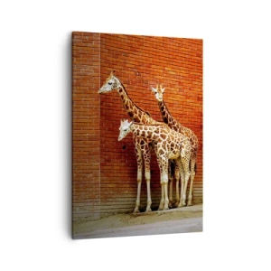 Impression sur toile - Image sur toile - Quatre girafes contre un mur de briques dans un décor artistique - 50x70cm - Voyez-vous des acacias ? - Décoration murale moderne pour le salon et la chambre ARTTOR