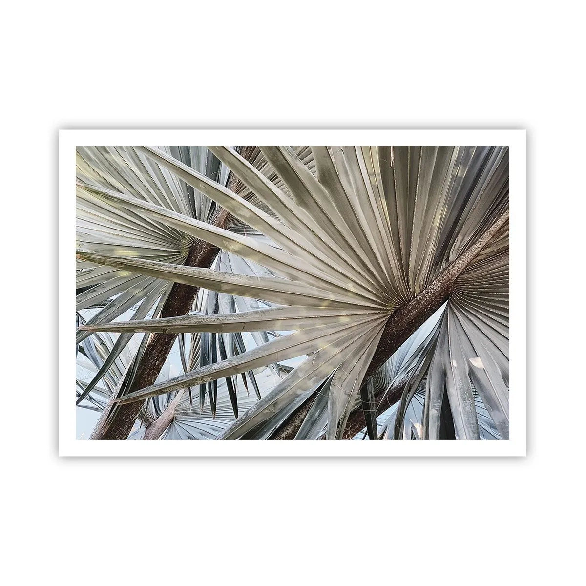 Affiche - Poster - Gros plan de feuilles de palmier dans des tons naturels de vert - 100x70cm - Evantail sous les tropiques - Décoration murale moderne pour le salon et la chambre ARTTOR