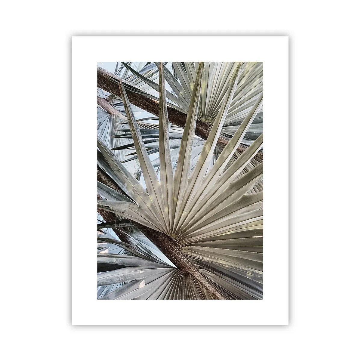 Affiche - Poster - Evantail sous les tropiques - 30x40 cm