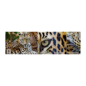 Échantillon de Papier Peint Premium Sand - Sauvage et calme - Animaux, léopard, Afrique - 100x30 cm