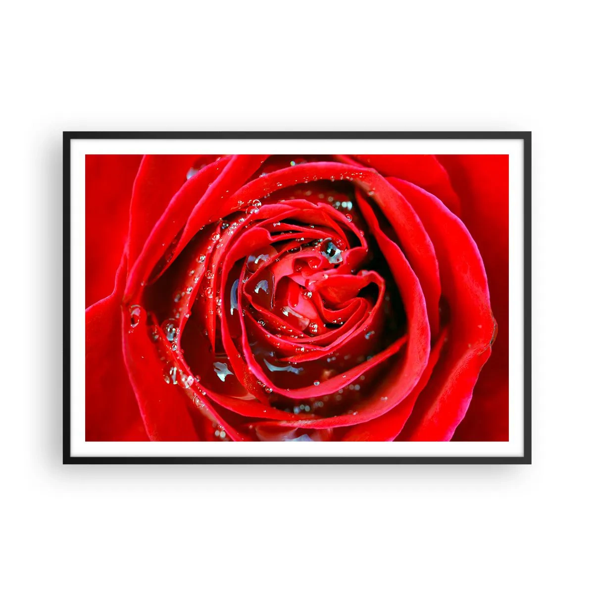 Affiche dans un cadre noir - Poster - Gros plan d'une rose rouge avec des gouttes d'eau sur les pétales - 100x70cm - Dans les gouttes de rosée - Décoration murale moderne pour le salon et la chambre ARTTOR
